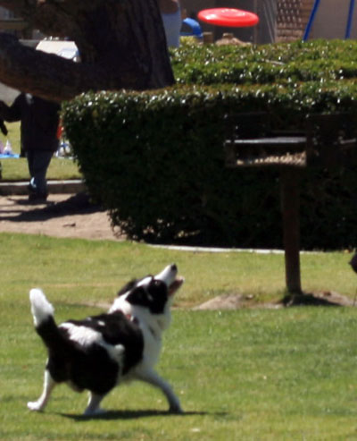 Border Collie Catching Frisbee