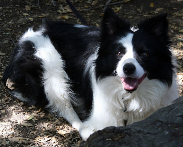 Border Collie in the Woods